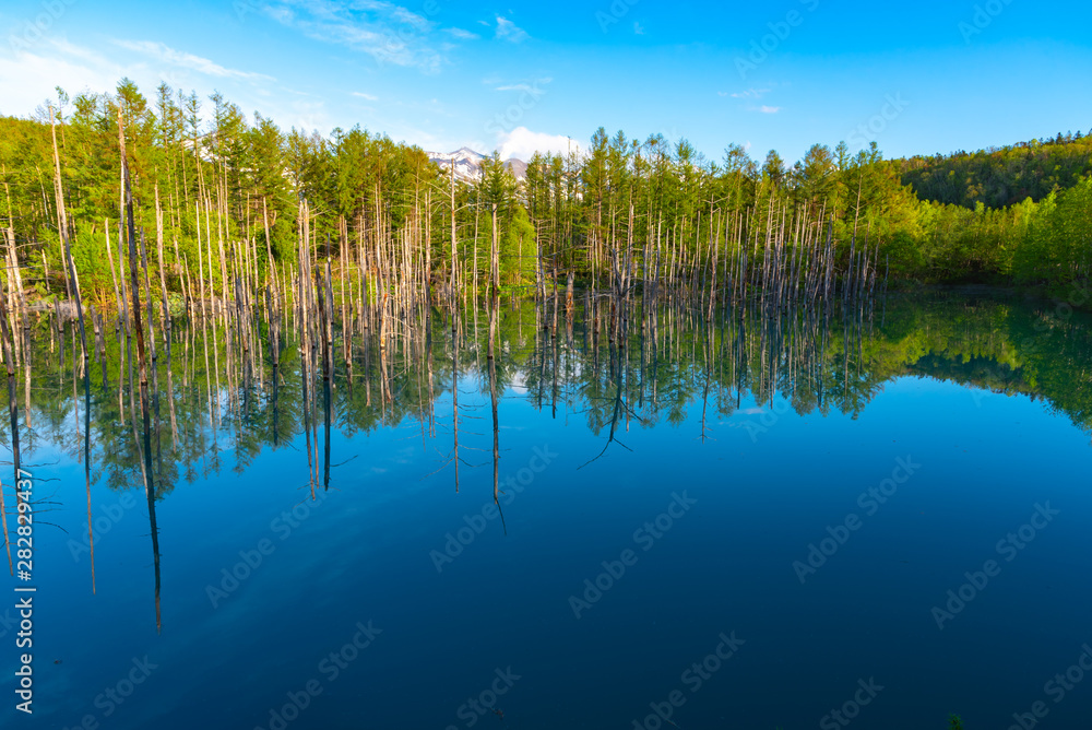 Blue pond (Aoiike) with reflection of tree in summer, located near Shirogane Onsen in Biei Town, Hokkaido, Japan Blue pond (Aoiike) with reflection of tree in summer, located near Shirogane Onsen in Biei Town, Hokkaido, Japan