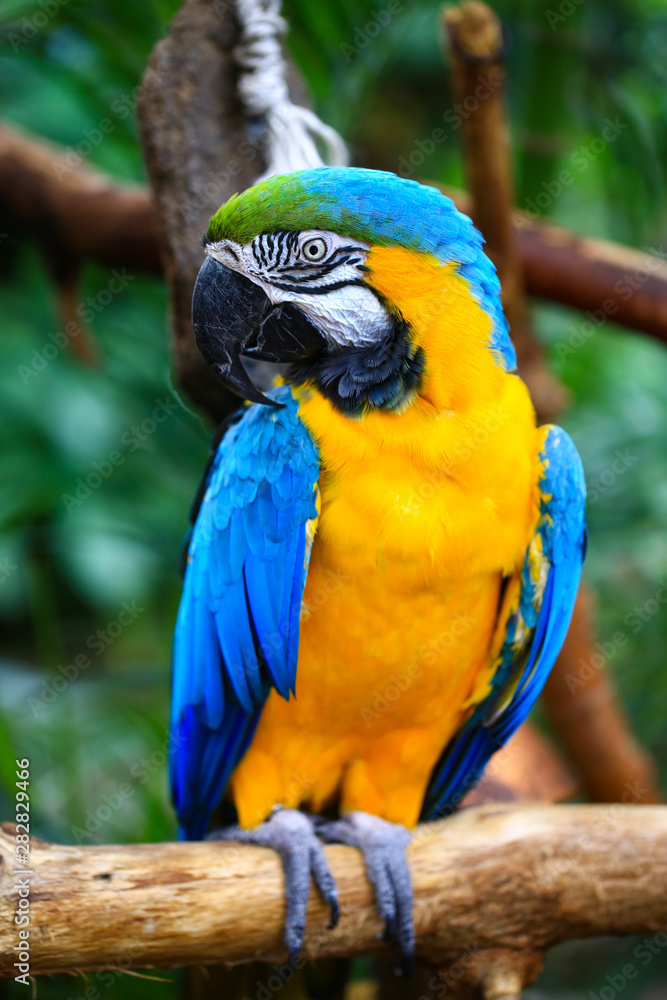 Portrait of blue and yellow macaw. Ara Ararauna also known as the blue-and-gold macaw, is a large South American parrot.