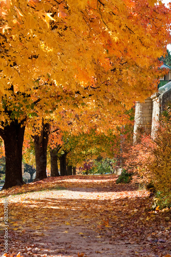A beautiful tree lined footpath in historic Beechworth  Australia  in a dramatic display of autumn colours.
