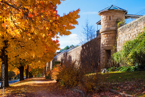 Beautiful orange glow of autumn leaves over the footpath beside the historic Beechworth Prison in Beechworth, Victoria, Australia.