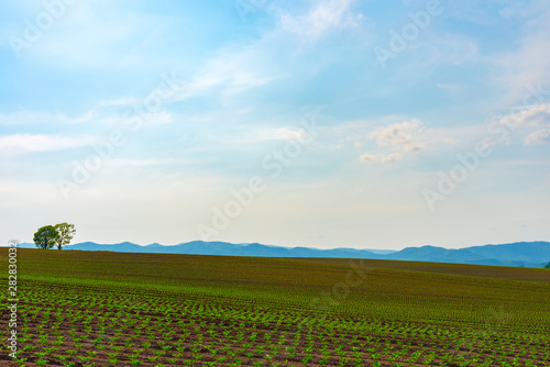 Farmland  Isolated Trees on hill with blue sky background in sunny day. Nature Landscape.