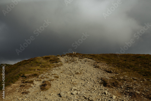 bright dog on the horizon against the dark sky