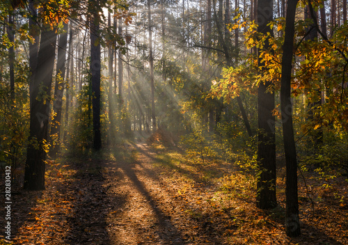 Walk in the woods. Pleasant autumn weather. Sun rays play in the branches of trees.