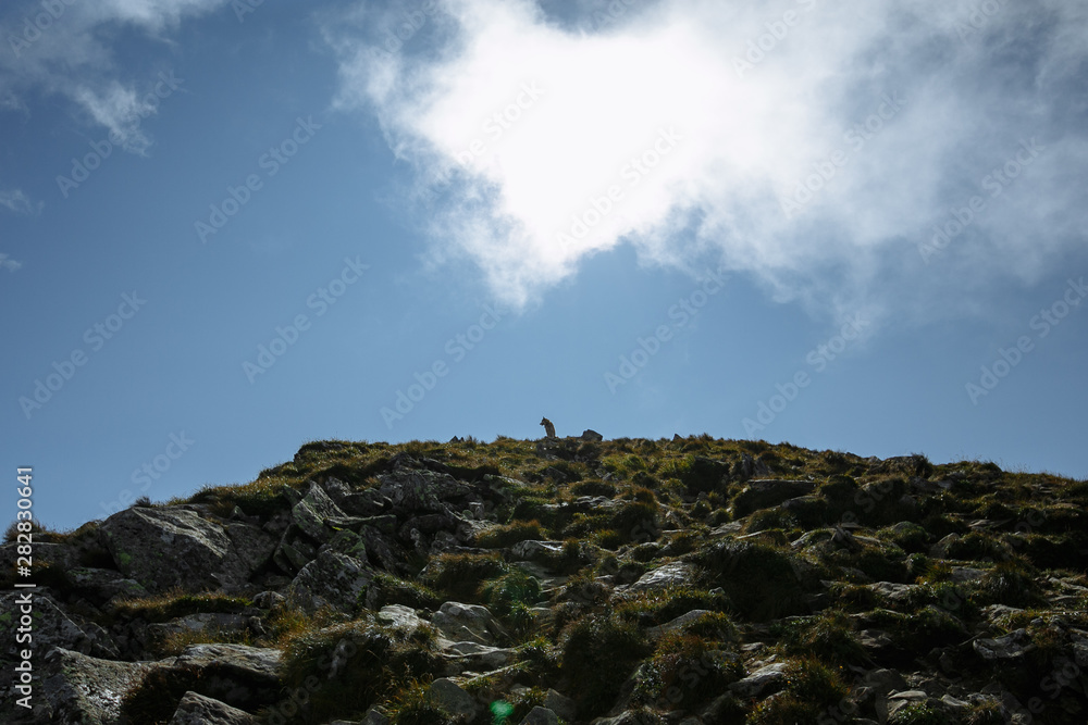 dog on the mountain in backlight dog on the mountain in backlight