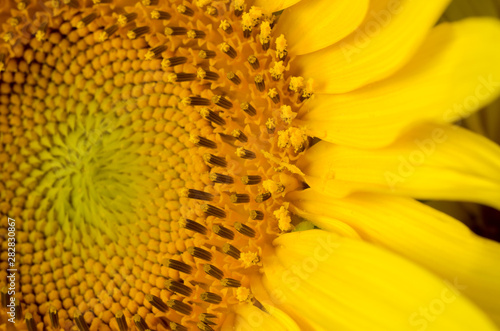 Bright yellow middle of sunflower close up. Summer swasonal background.