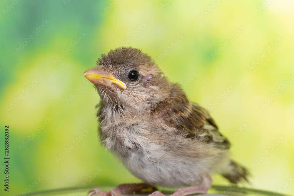 Fototapeta premium Portrait of a young bird (Passer domesticus), profile view, close up