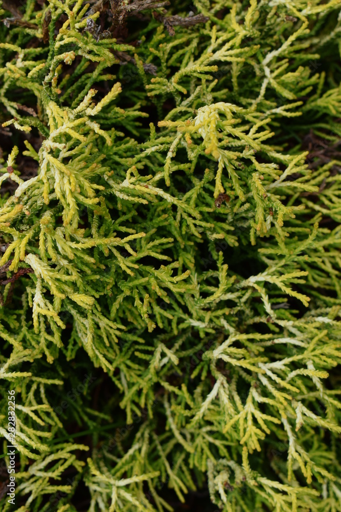 cypress plant in my garden cypress plant in my garden