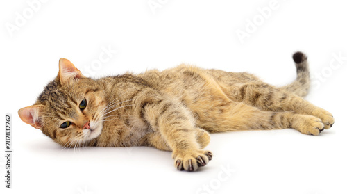 Wallpaper Mural Brown house cat. Torontodigital.ca