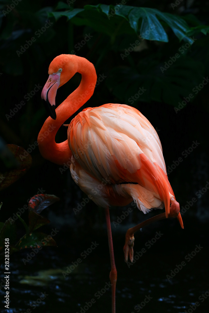 Magnificent Flamingo in pond. Flamingo is a type of wading bird in the family Phoenicopteridae, the only bird family in the order Phoenicopteriformes.