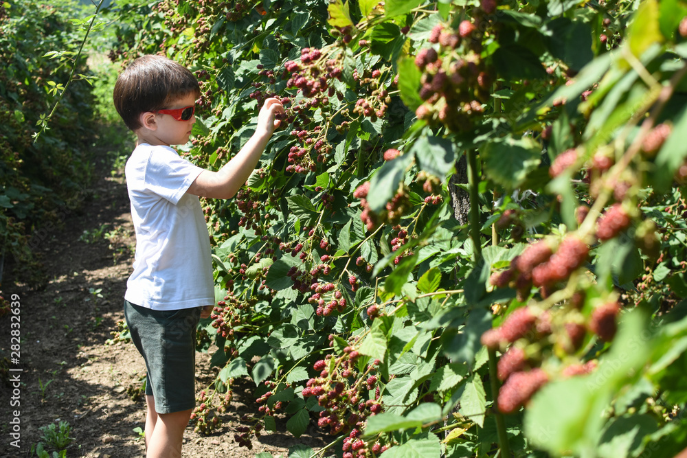 Little boy picking blackberries in garden. Child picking and eating ripe blackberry Little boy picking blackberries in garden. Child picking and eating ripe blackberry