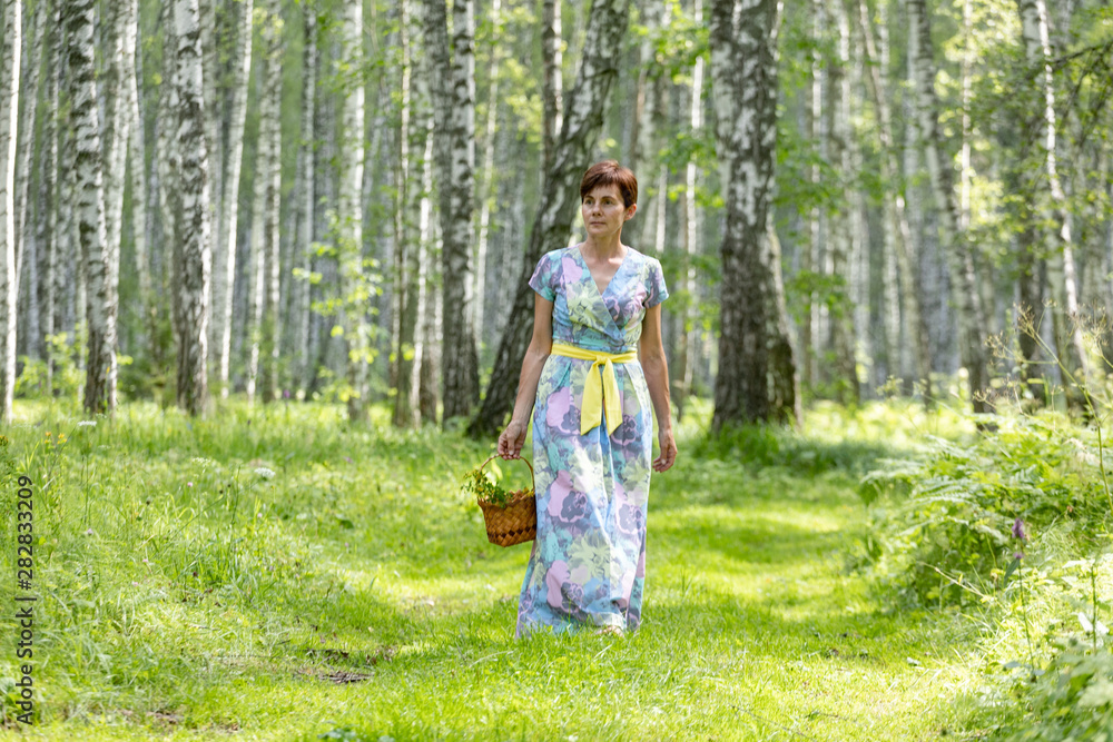 A young woman in a dress collects mushrooms, berries in a basket. Harvesting in a birch forest with ferns