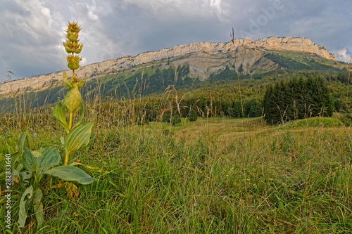 Meadows under the cliffs of Margeriaz in Bauges mountain range photo