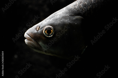 close-up fish in an aquarium