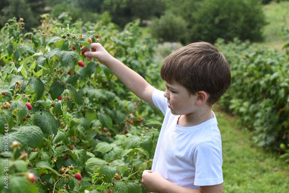 Little boy picking raspberries in garden. Child picking and eating ripe raspberries Little boy picking raspberries in garden. Child picking and eating ripe raspberries