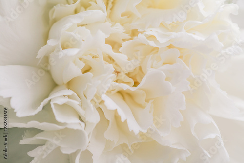 Pure white flower picture For use as a background image