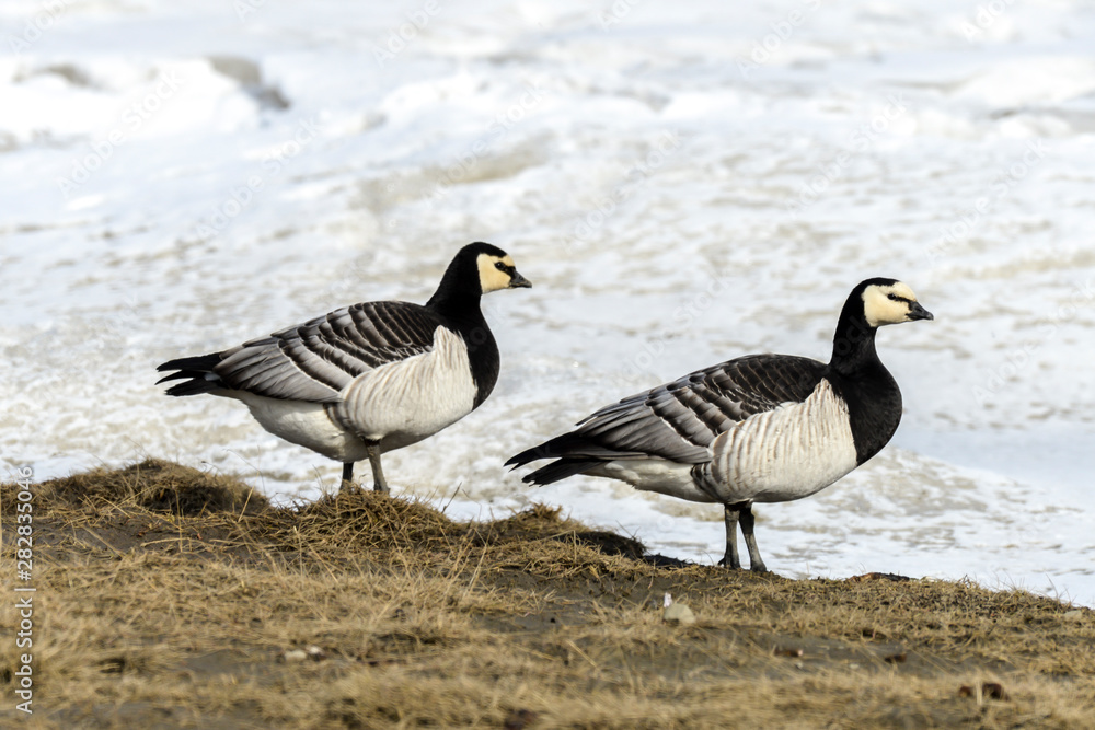 Bernache nonnette, Branta leucopsis, Barnacle Goose, Norvège, Spitzberg, Svalbard Bernache nonnette, Branta leucopsis, Barnacle Goose, Norvège, Spitzberg, Svalbard