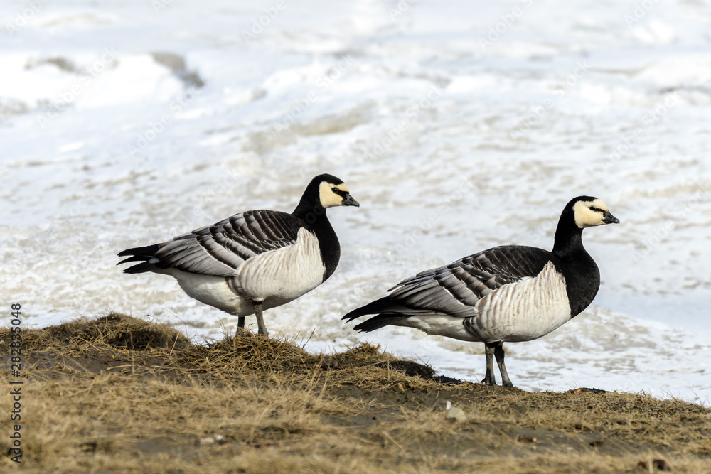Bernache nonnette, Branta leucopsis, Barnacle Goose, Norvège, Spitzberg, Svalbard Bernache nonnette, Branta leucopsis, Barnacle Goose, Norvège, Spitzberg, Svalbard