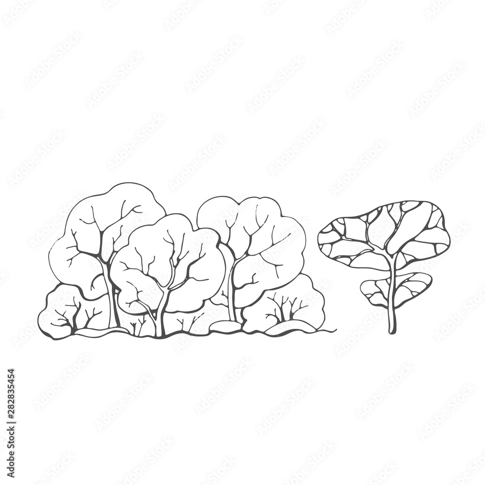 Contour vector drawing of deciduous trees. Contour vector drawing of deciduous trees.