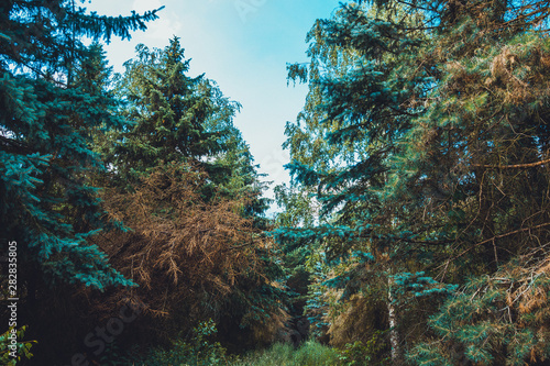 treetops in a german forest from the frog view