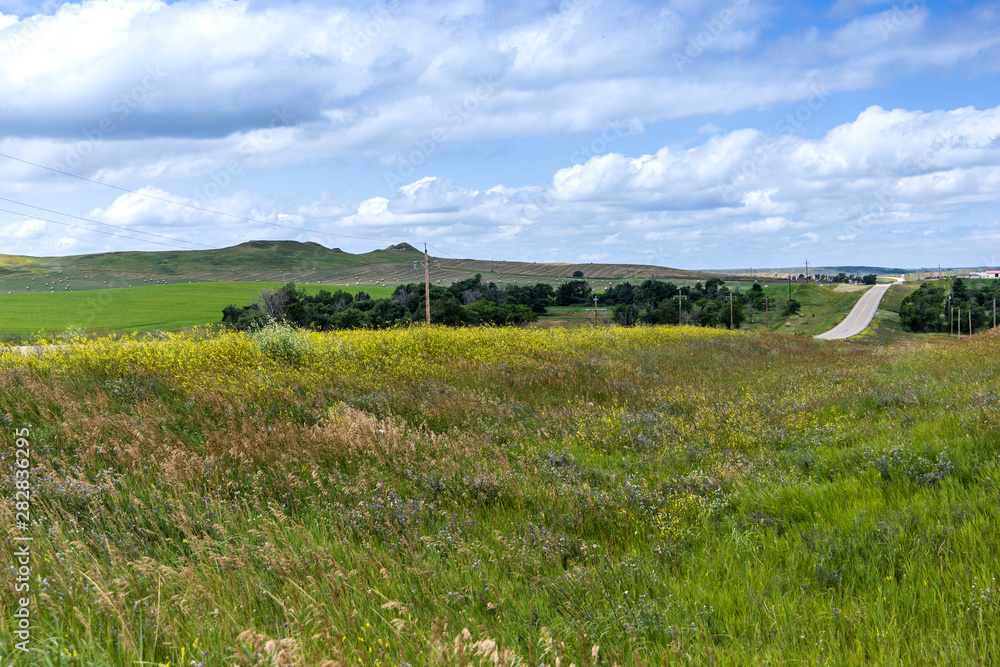 Fototapeta premium black cows on a cattle ranch in north dakota