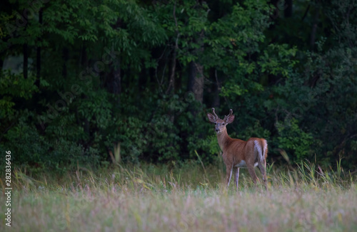 White-tailed deer buck in the evening light with velvet antlers walking through a meadow in the summer in Canada
