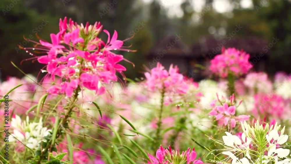 Flower in the Flied Flower in the Flied