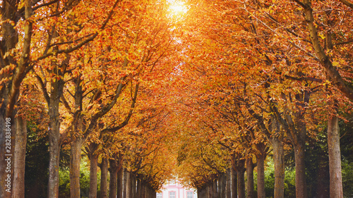 beautiful avenue with yellow leaves in autumn