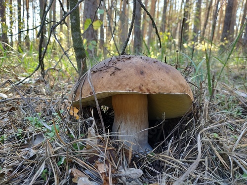 Fotografie mushroom in the forest