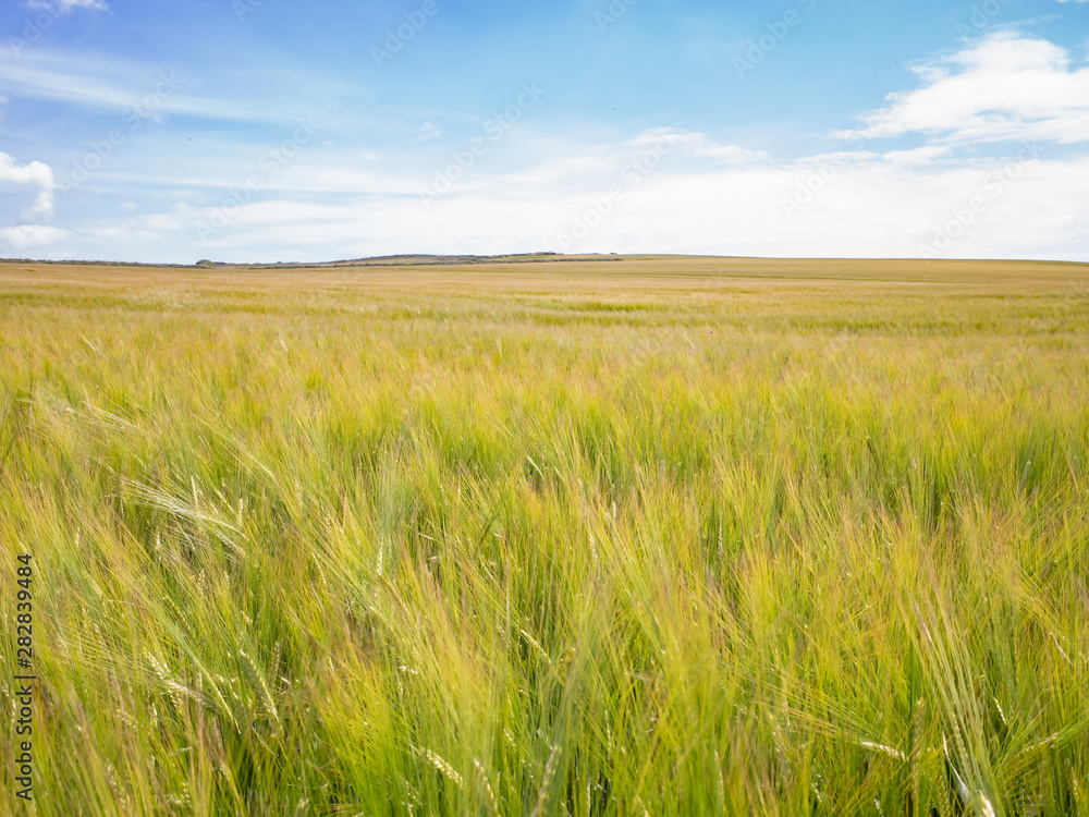 A wheat field in the Gower region of South Wales A wheat field in the Gower region of South Wales