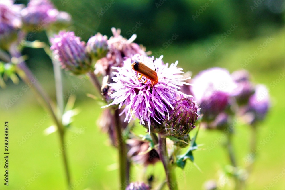 Fototapeta premium thistle with bug on 