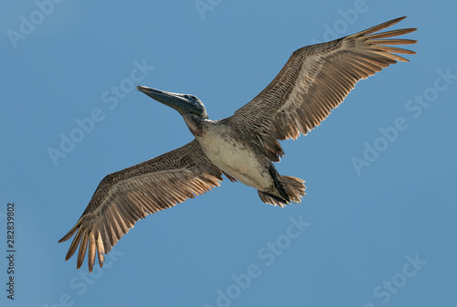 Pelikan im Flug © Markus