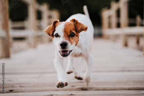 cute small jack russell terrier dog running by a wood bridge outdoors and looking for something or someone. Pets outdoors and lifestyle. close up