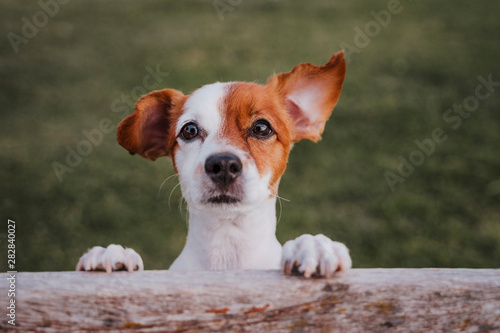 portrait of cute small jack russell terrier standing on two paws on the grass in a park looking at the camera. Fun outdoors. top view