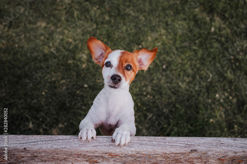 portrait of cute small jack russell terrier standing on two paws on the grass in a park looking at the camera. Fun outdoors. top view © Eva