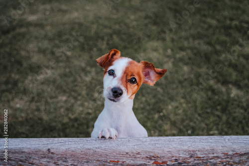 Fototapeta Naklejka Na Ścianę i Meble -  portrait of cute small jack russell terrier standing on two paws on the grass in a park looking at the camera. Fun outdoors. top view
