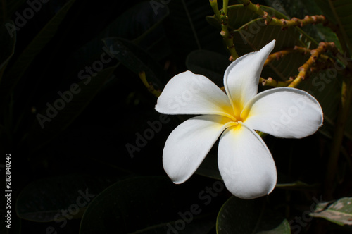 Fototapeta Naklejka Na Ścianę i Meble -  frangipani flower
