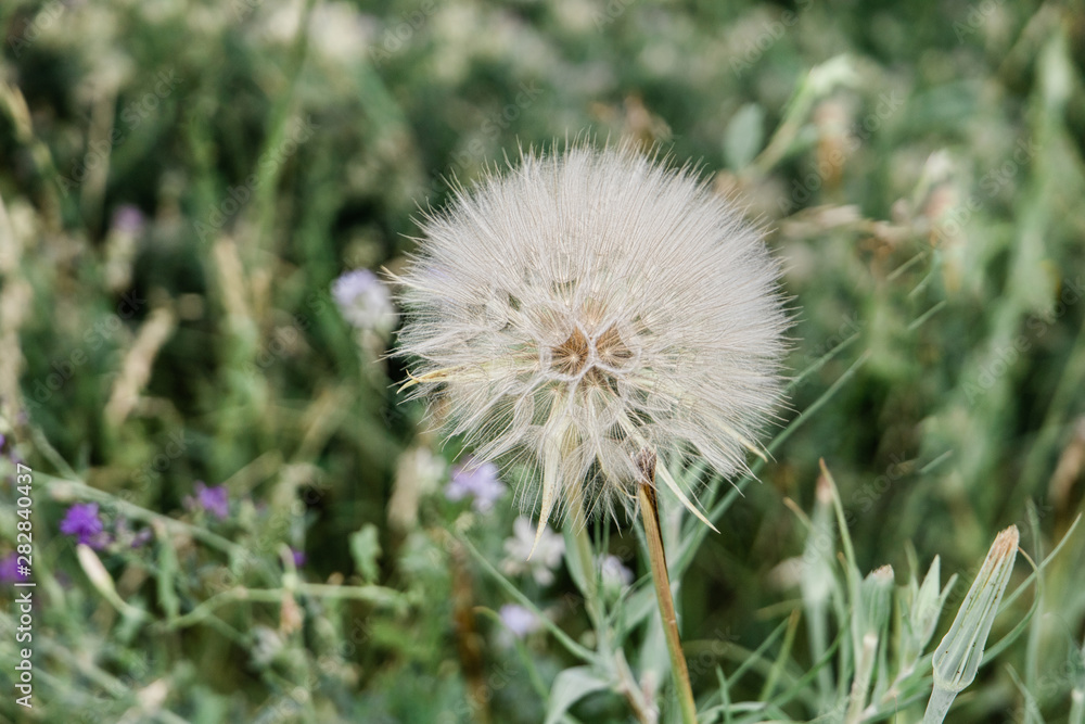 A single dandelion growing in a field ready for someone to make a wish