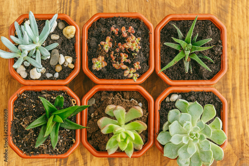 Succulent flowering house plants background.