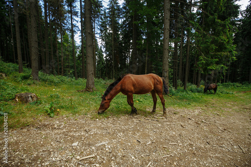 horses graze in a mountain forest © Andrii