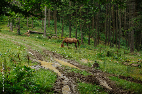 horses graze in a mountain forest