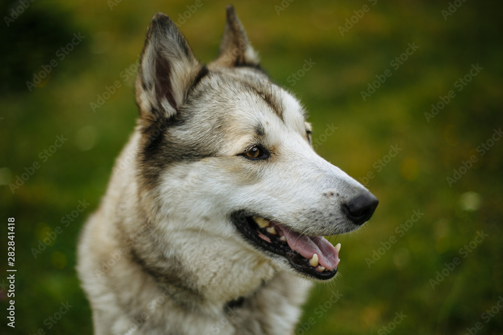 dog portrait with blurry background