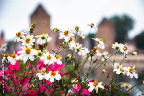 Daisy flowers in Strasbourg city center near covered bridges, France