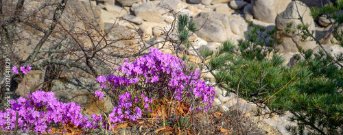 Blooming rhododendron grows on a rock alongside a green pine tree