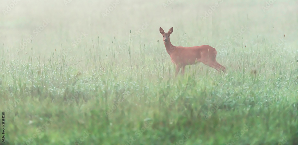 Roe deer doe in misty meadow looking towards camera. Roe deer doe in misty meadow looking towards camera.