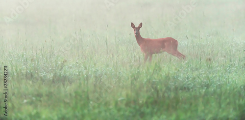 Fototapeta Naklejka Na Ścianę i Meble -  Roe deer doe in misty meadow looking towards camera.