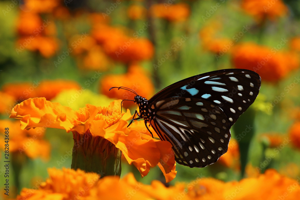 Obraz premium Blue tiger butterfly on a orange marigold flower