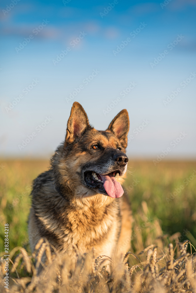Closeup portrait of a German shepherd in the summer field. Closeup portrait of a German shepherd in the summer field.