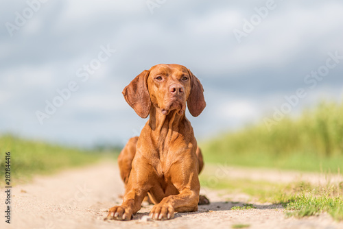 Portrait of a magyar vizsla lying on the road close up.
