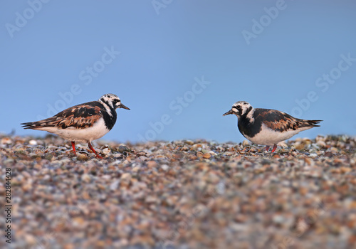 Single birds and small flocks of ruddy turnstone (Arenaria interpres) in breeding plumage are photographed on the lake in a natural habitat.