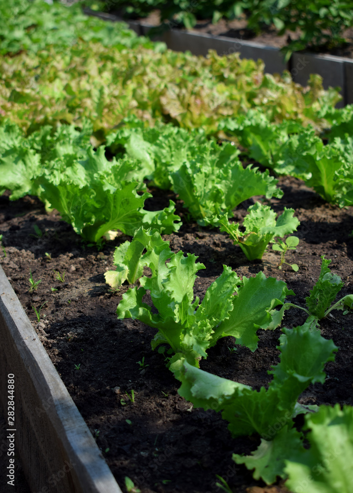 Lettuce salad growing on bed in the garden under sun rays Lettuce salad growing on bed in the garden under sun rays